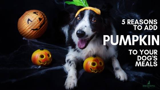 Why does pumpkin help clearance dogs