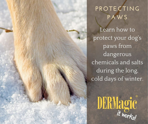 8 Tips to Protect Dog Paws in Snow & Cold Weather - Tractive